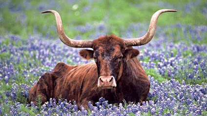 Bluebonnet Surgery Pavilion main image